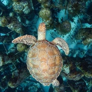 Meet your Posher, Cami